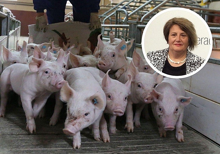 Venden cochinillos a coste para salvar la empresa tras la crisis de la peste africana